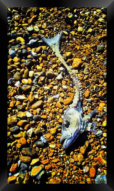 Fish on beach Framed Print by Carmel Fiorentini