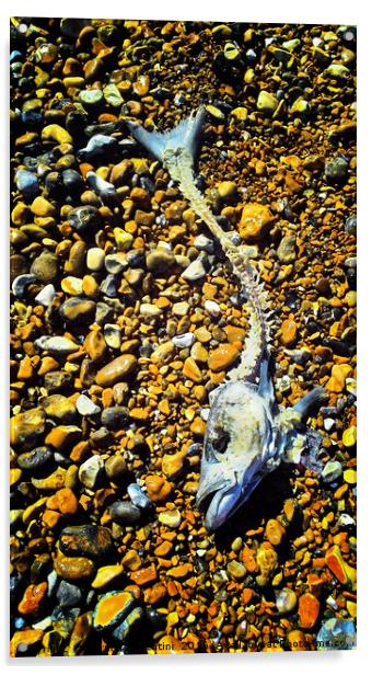 Fish on beach Acrylic by Carmel Fiorentini
