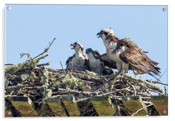 Osprey Family Portrait No. 2 Acrylic by Belinda Greb