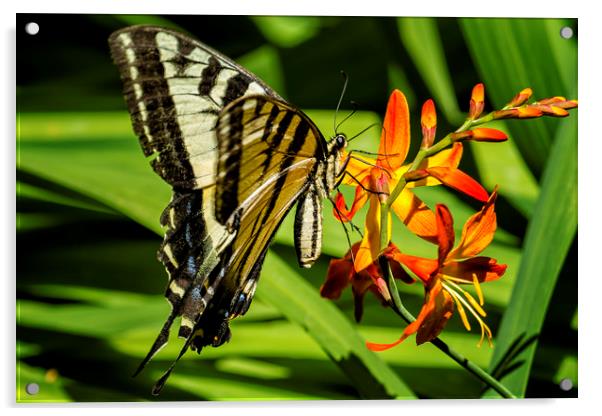 Swallowtail on the Crocosmia Acrylic by Belinda Greb