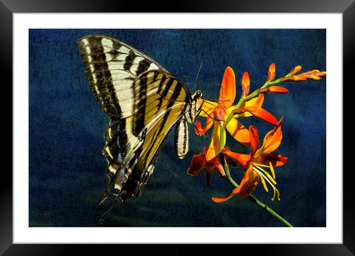Swallowtail on the Crocosmia with Texture Framed Mounted Print by Belinda Greb