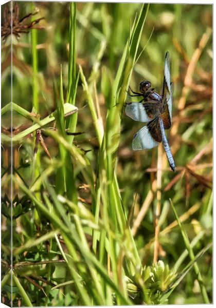 Common Whitetail Dragonfly on a Blade of Grass Canvas Print by Belinda Greb