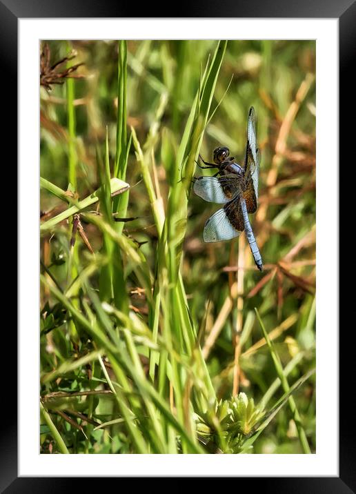 Common Whitetail Dragonfly on a Blade of Grass Framed Mounted Print by Belinda Greb