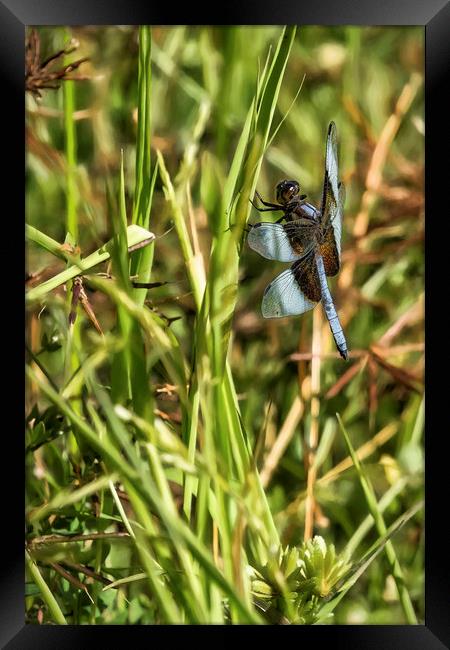 Common Whitetail Dragonfly on a Blade of Grass Framed Print by Belinda Greb