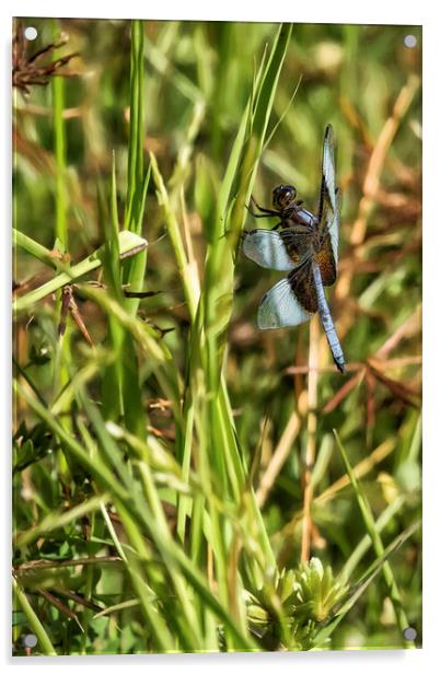 Common Whitetail Dragonfly on a Blade of Grass Acrylic by Belinda Greb