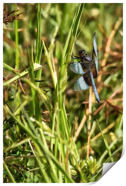 Common Whitetail Dragonfly on a Blade of Grass Print by Belinda Greb