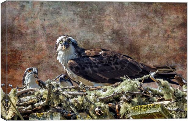 Osprey and Young - Feeding Canvas Print by Belinda Greb