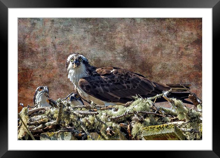 Osprey and Young - Feeding Framed Mounted Print by Belinda Greb