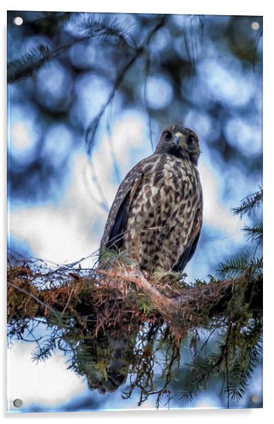 Young Raptor Acrylic by Belinda Greb