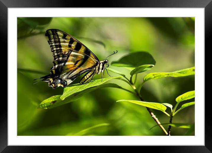 Butterfly Resting Framed Mounted Print by Belinda Greb