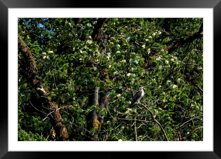 Osprey in a Tree Waiting For Prey Framed Mounted Print by Belinda Greb