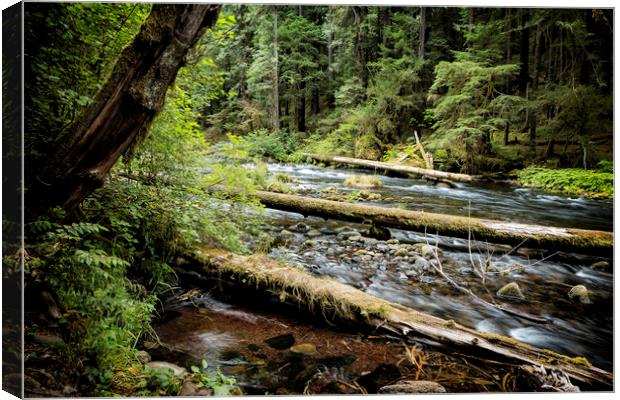 Forest Flow Canvas Print by Belinda Greb