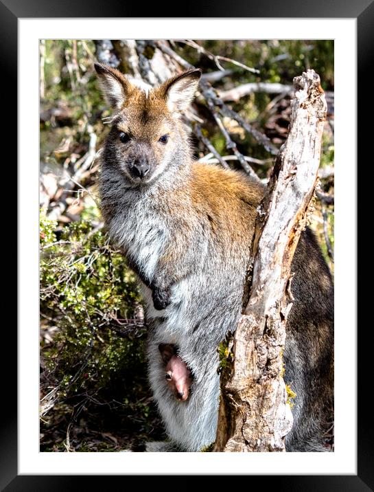 Wild Wallaby with Pouched Joey Framed Mounted Print by peter tachauer