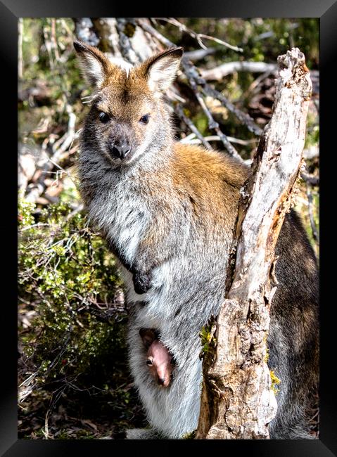 Wild Wallaby with Pouched Joey Framed Print by peter tachauer