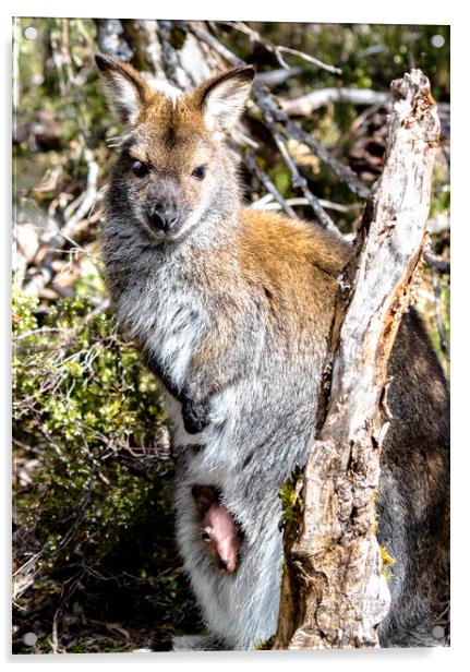 Wild Wallaby with Pouched Joey Acrylic by peter tachauer