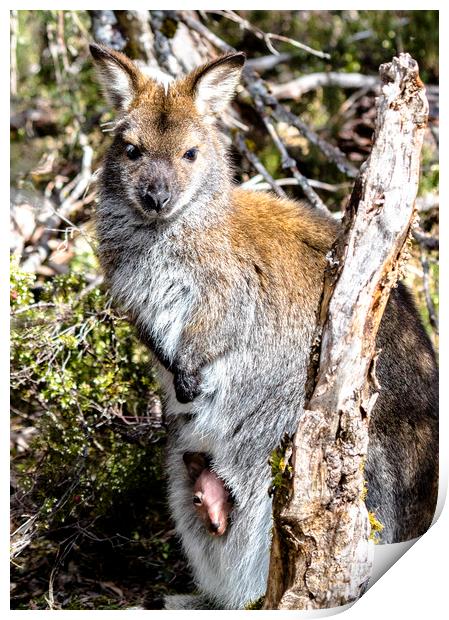 Wild Wallaby with Pouched Joey Print by peter tachauer