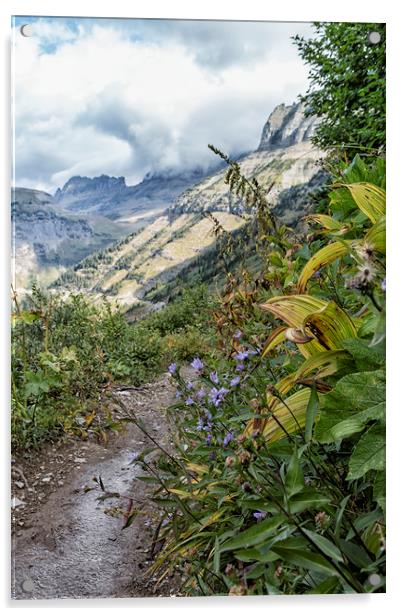 A Little Color Along the Highline Trail - Glacier Acrylic by Belinda Greb
