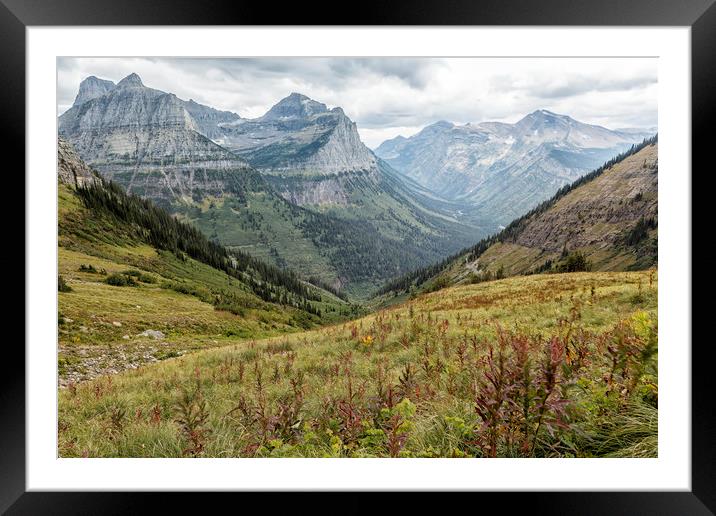 Splendor from Highline Trail - Glacier Framed Mounted Print by Belinda Greb