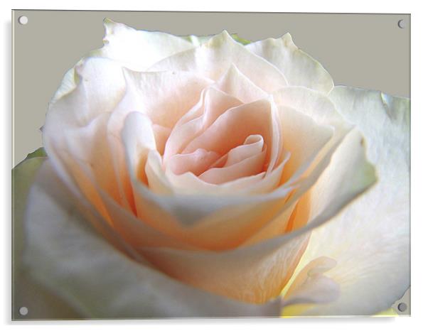Creamy-pink Rose Acrylic by Jacqi Elmslie