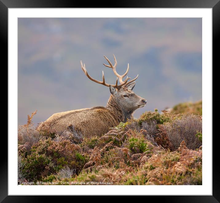 Relaxing red deer stag Framed Mounted Print by Tom Dolezal
