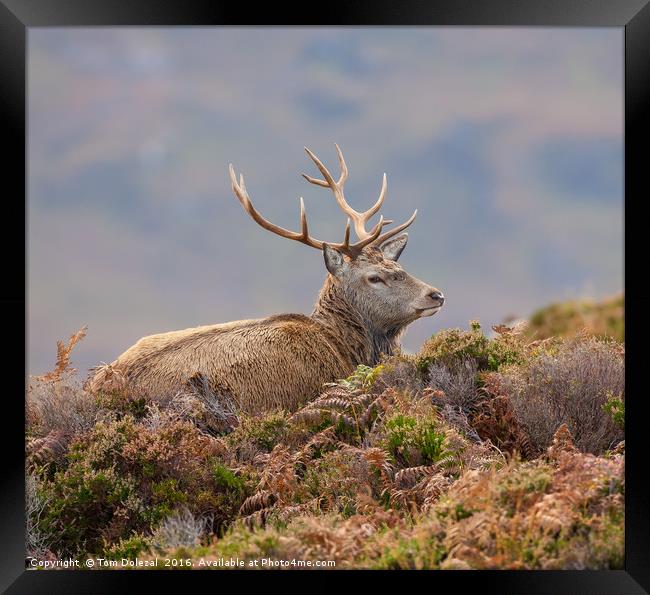Relaxing red deer stag Framed Print by Tom Dolezal