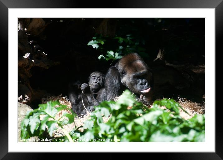 Snuggle Time With Dad Framed Mounted Print by Graham Palmer