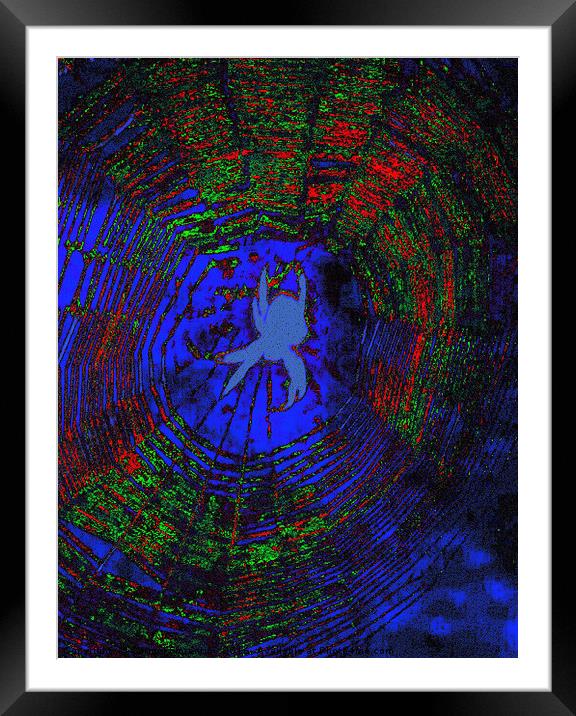 Itsy witsy Spider.. Framed Mounted Print by Carmel Fiorentini