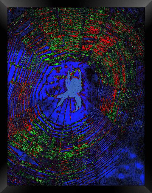 Itsy witsy Spider.. Framed Print by Carmel Fiorentini