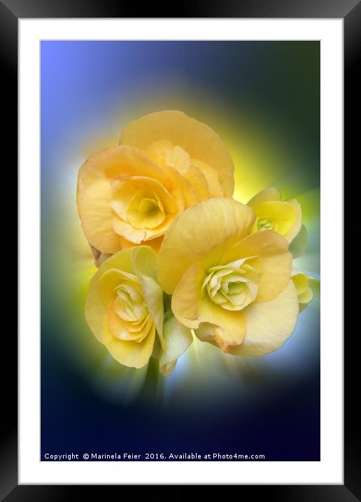 yellow flowers shining Framed Mounted Print by Marinela Feier