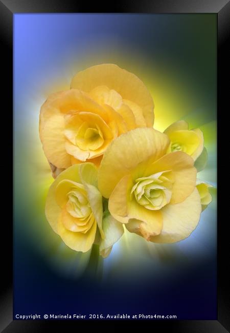 yellow flowers shining Framed Print by Marinela Feier