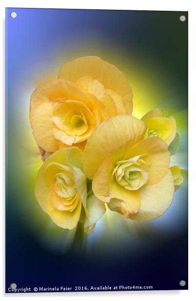 yellow flowers shining Acrylic by Marinela Feier