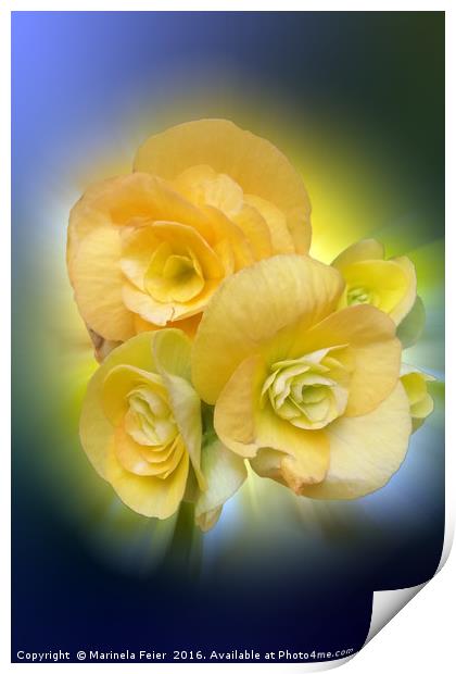 yellow flowers shining Print by Marinela Feier