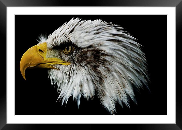 Bald Eagle Portrait Framed Mounted Print by Paul Welsh