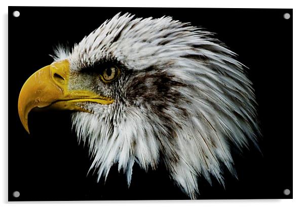 Bald Eagle Portrait Acrylic by Paul Welsh
