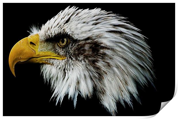 Bald Eagle Portrait Print by Paul Welsh