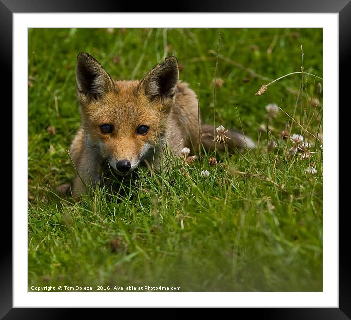 Fox watching the world go by Framed Mounted Print by Tom Dolezal