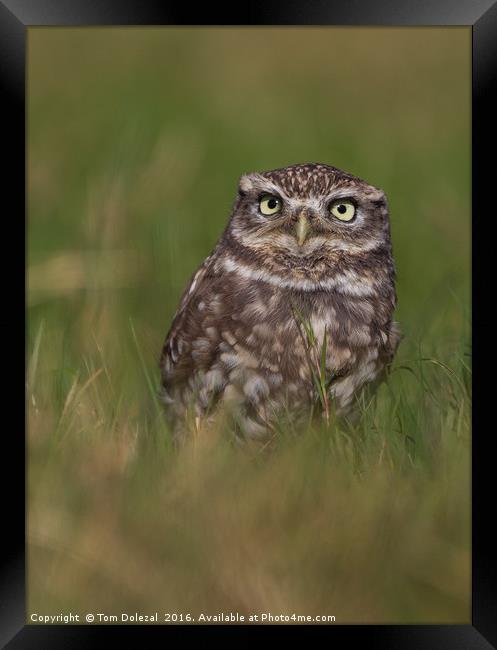 Little Owl Framed Print by Tom Dolezal