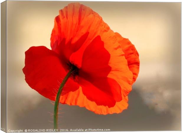 "POPPY IN THE SKY" Canvas Print by ROS RIDLEY