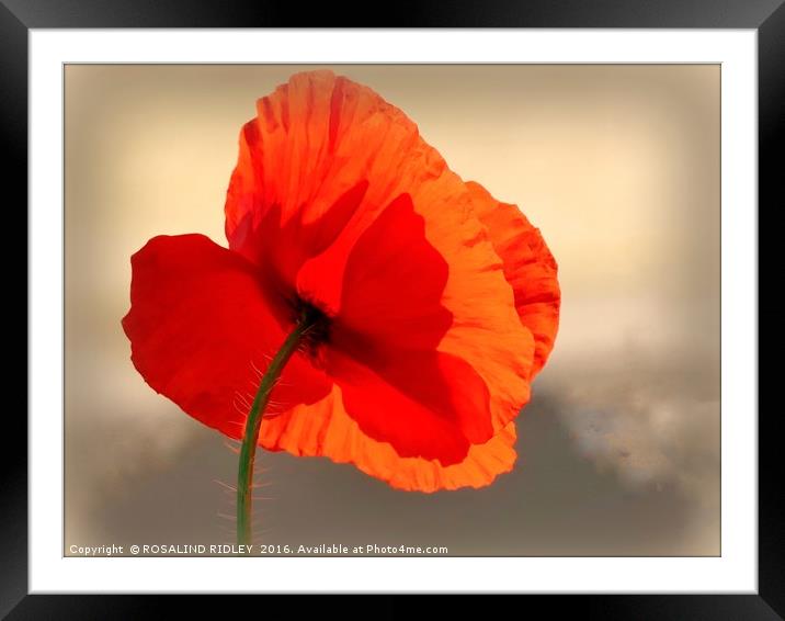 "POPPY IN THE SKY" Framed Mounted Print by ROS RIDLEY