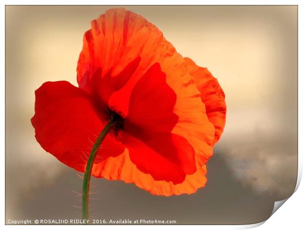 "POPPY IN THE SKY" Print by ROS RIDLEY