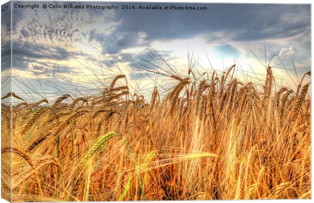 Winter Barley 1 Canvas Print by Colin Williams Photography
