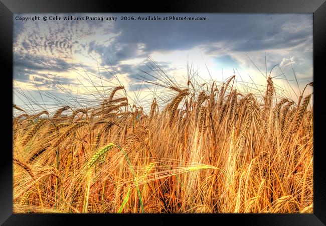 Winter Barley 1 Framed Print by Colin Williams Photography