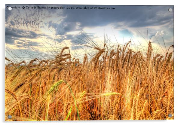 Winter Barley 1 Acrylic by Colin Williams Photography