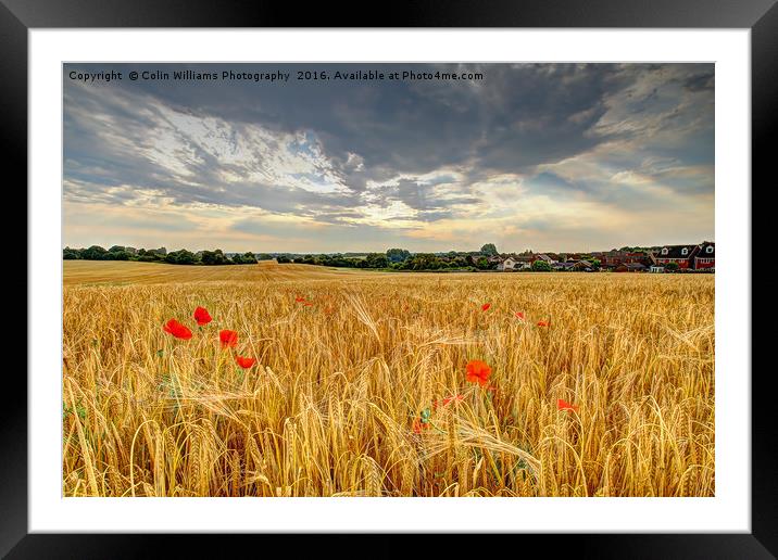 Winter Barley 2 Framed Mounted Print by Colin Williams Photography