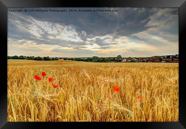 Winter Barley 2 Framed Print by Colin Williams Photography