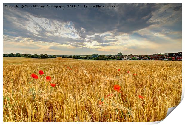 Winter Barley 2 Print by Colin Williams Photography