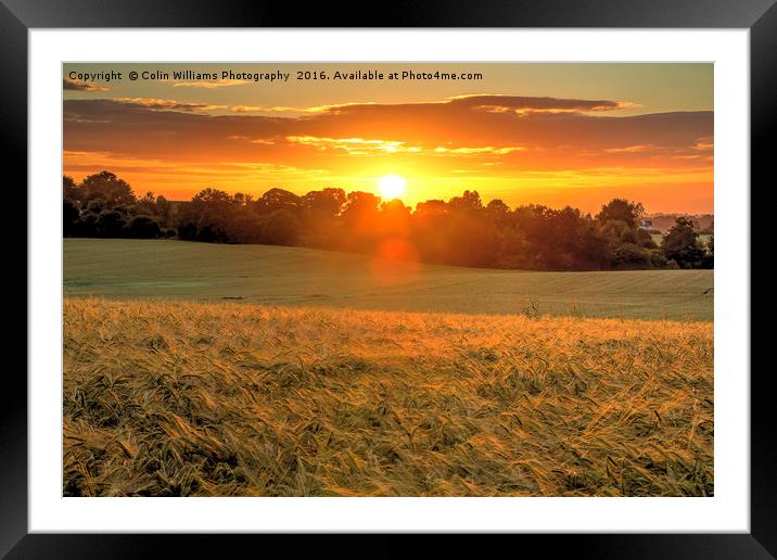 Sunrise over A Field of Winter Barley Framed Mounted Print by Colin Williams Photography