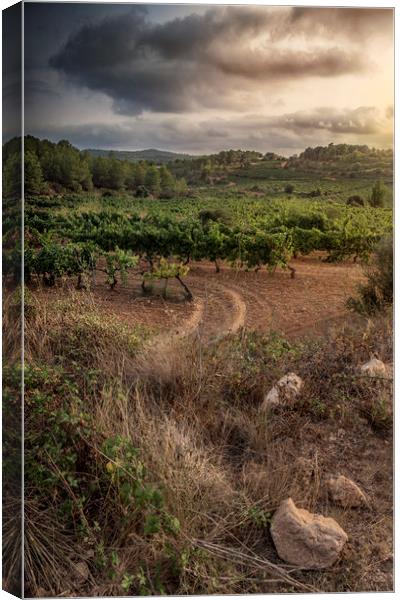 Silent vineyards Canvas Print by Juan Manuel Saenz de Santa