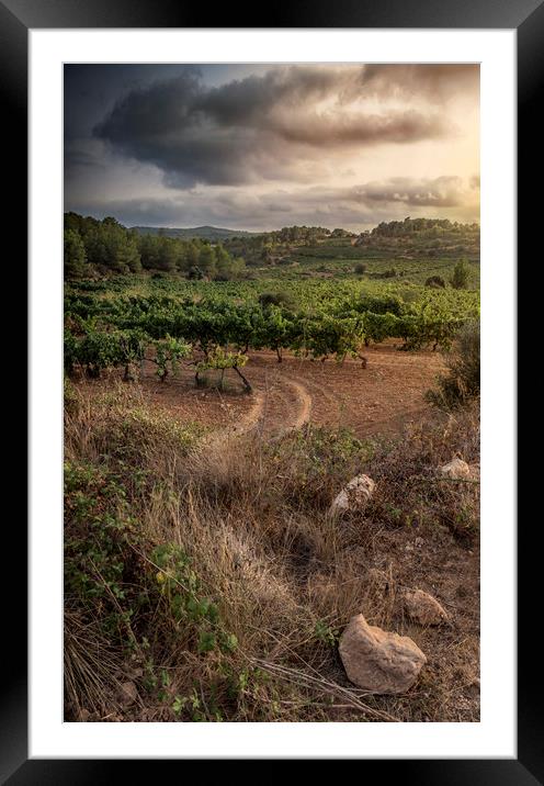 Silent vineyards Framed Mounted Print by Juan Manuel Saenz de Santa