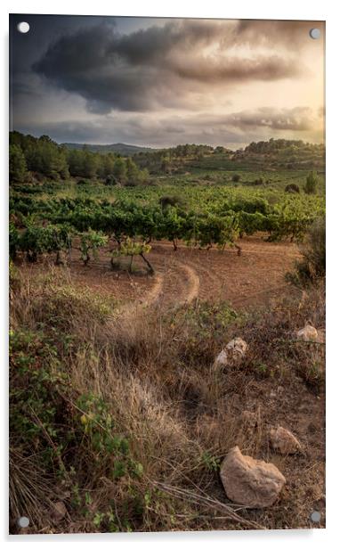 Silent vineyards Acrylic by Juan Manuel Saenz de Santa